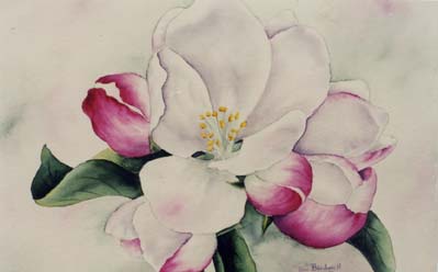 Apple Blossom watercolor
